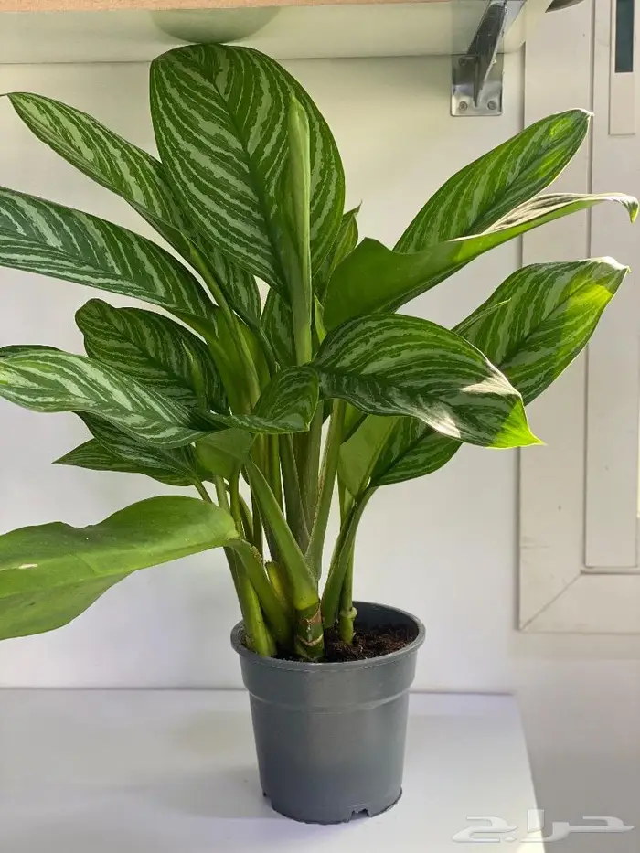 مجموعه جديده من النباتات الداخليه 7