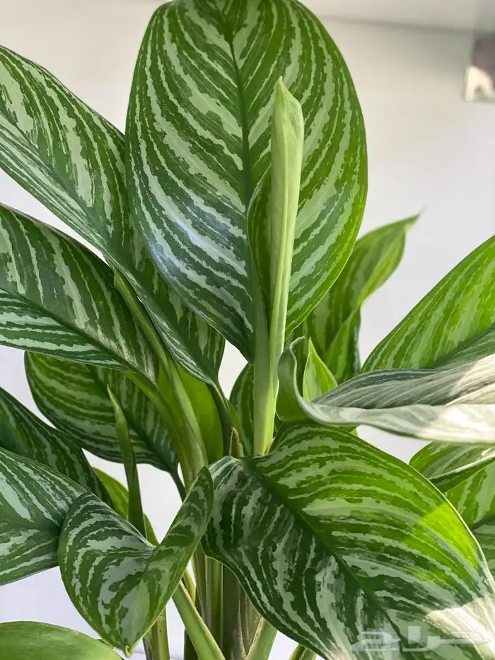 مجموعه جديده من النباتات الداخليه 8