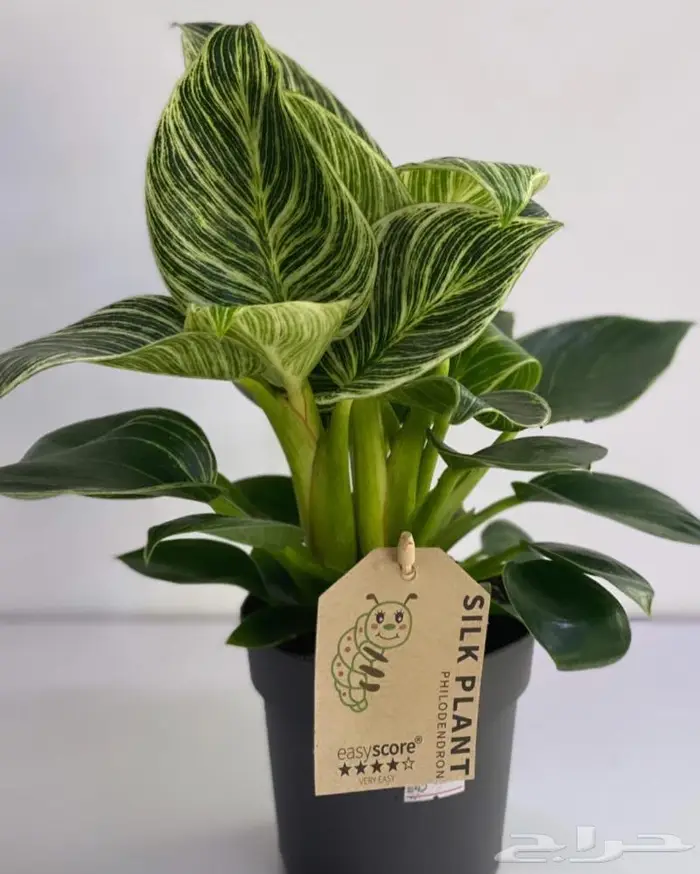 مجموعه جديده من النباتات الداخليه 2