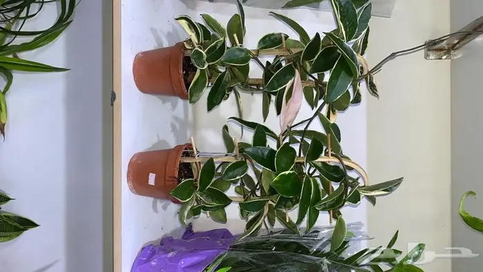 مجموعه جديده من النباتات الداخليه 9