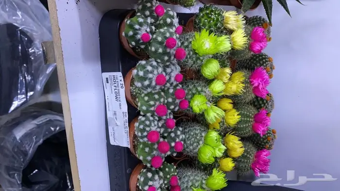 مجموعه جديده من النباتات الداخليه 10