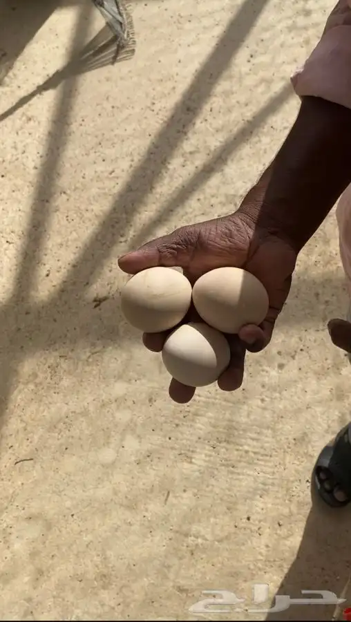 طاووس 5