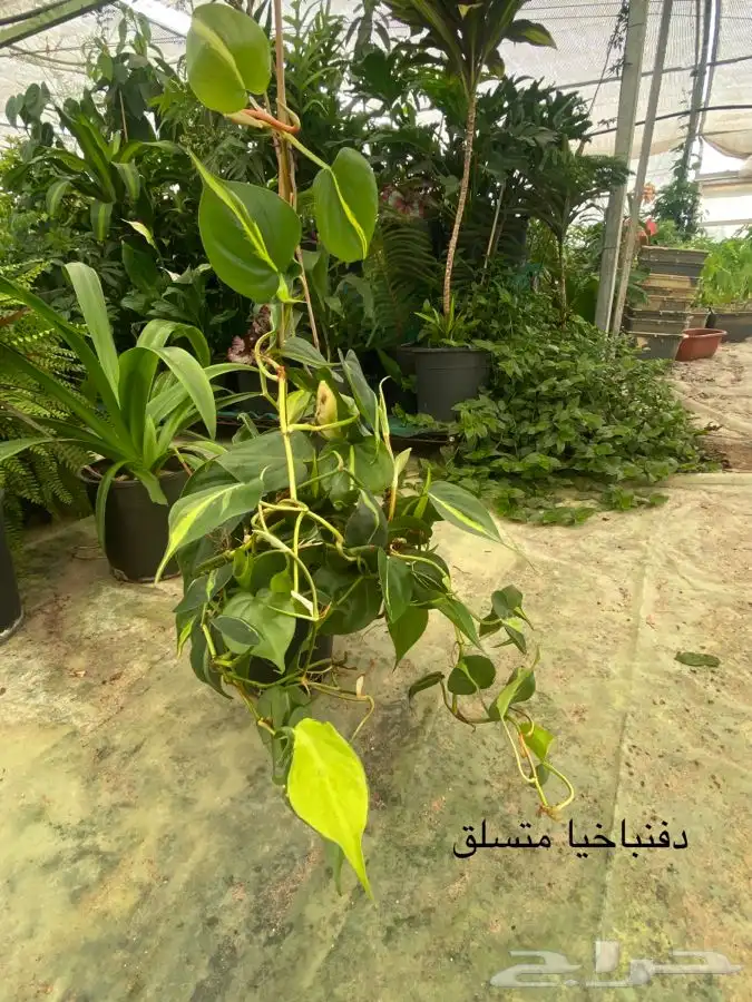اشجار داخلية للبيع 52