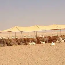 شراعات ماء وا مضلات حلال 7