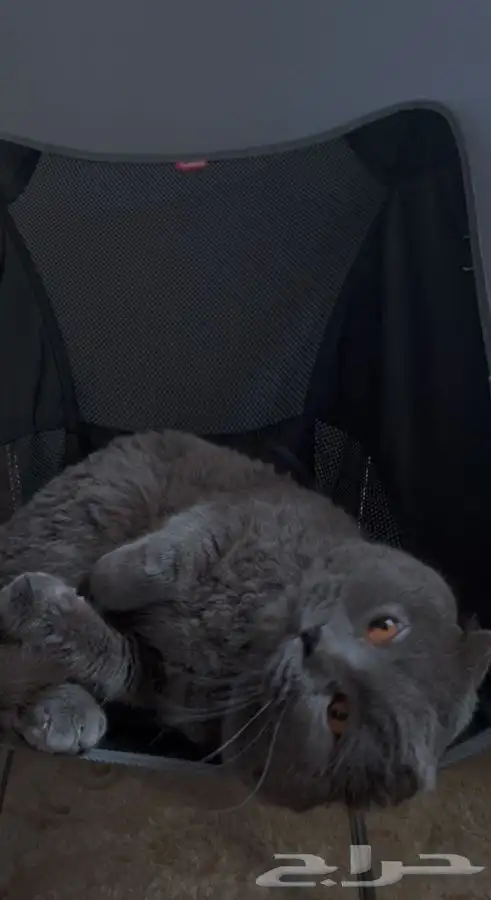 سكوتش فولد بيوررر للبيع ابها 1