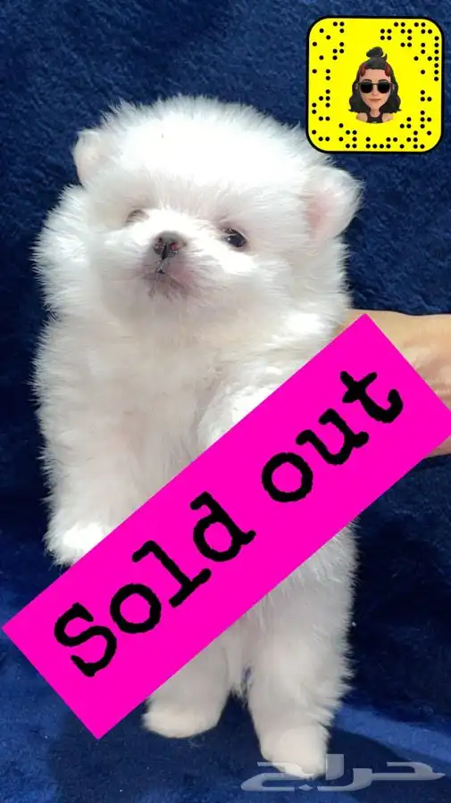 كلاب زينه منزليه Pomeranian dogs (تم البيع ) 1