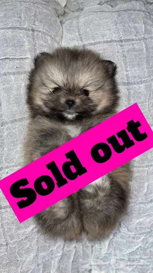 كلاب زينه منزليه Pomeranian dogs (تم البيع ) 0