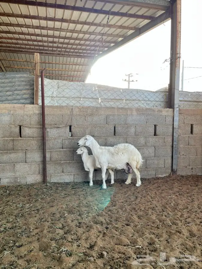 حريه معها رخل 6