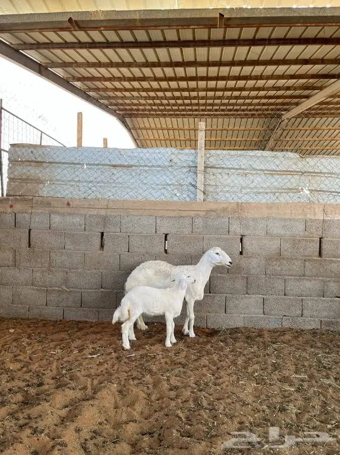 حريه معها رخل 0