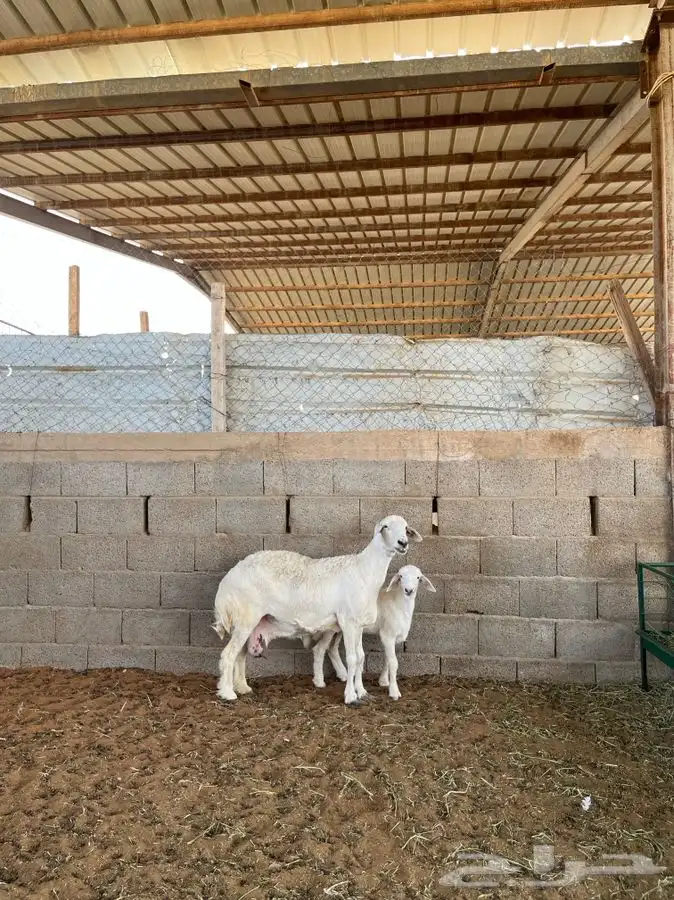 حريه معها رخل 3