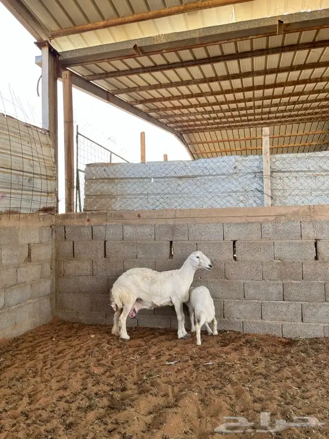 حريه معها رخل 4