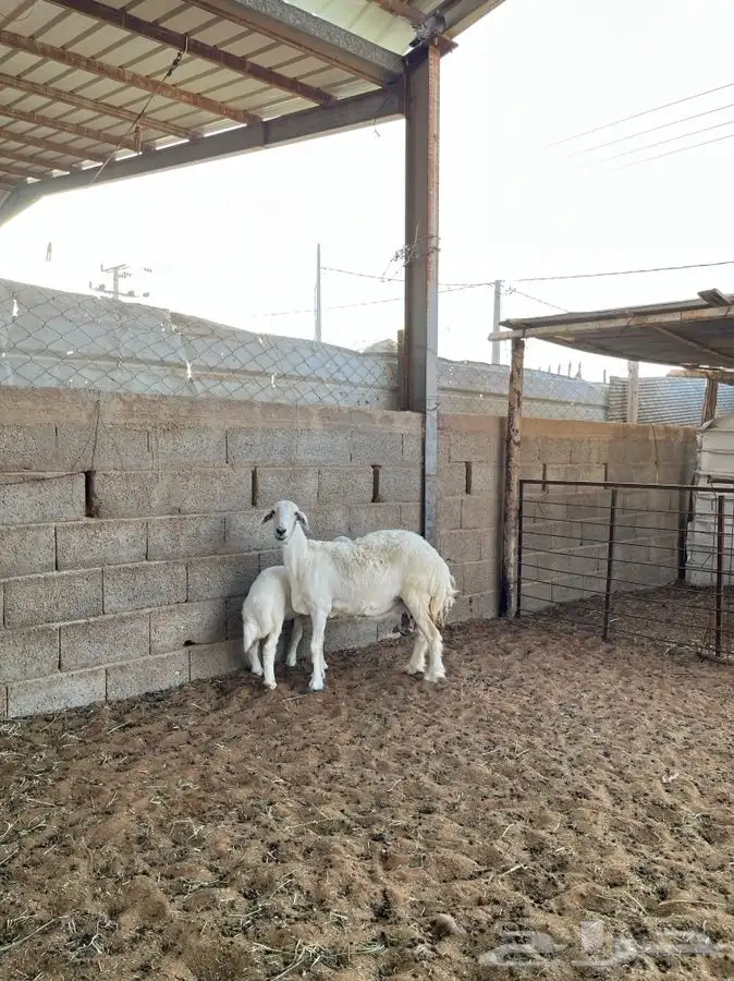 حريه معها رخل 5