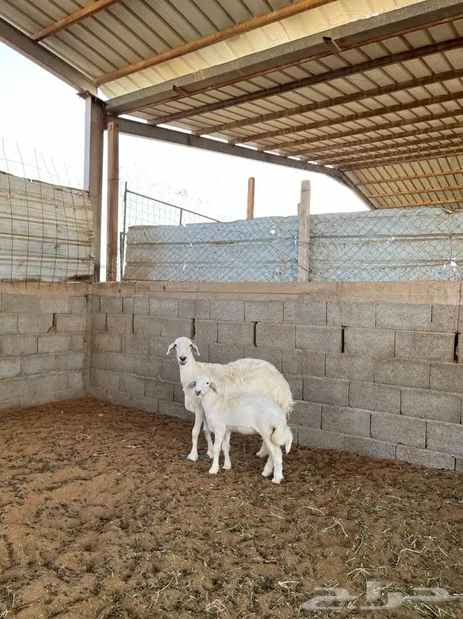 حريه معها رخل 1