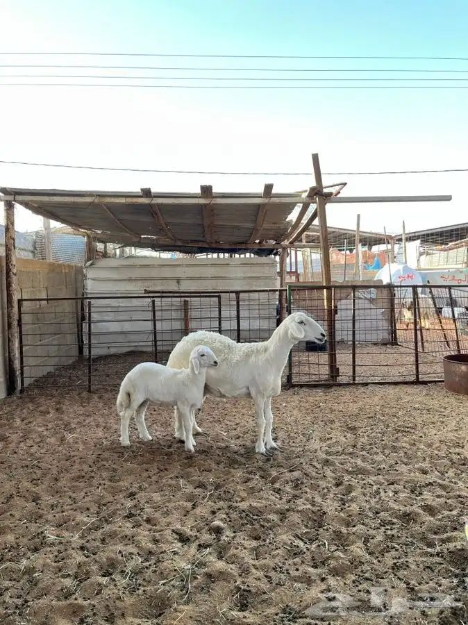 حريه معها رخل 2