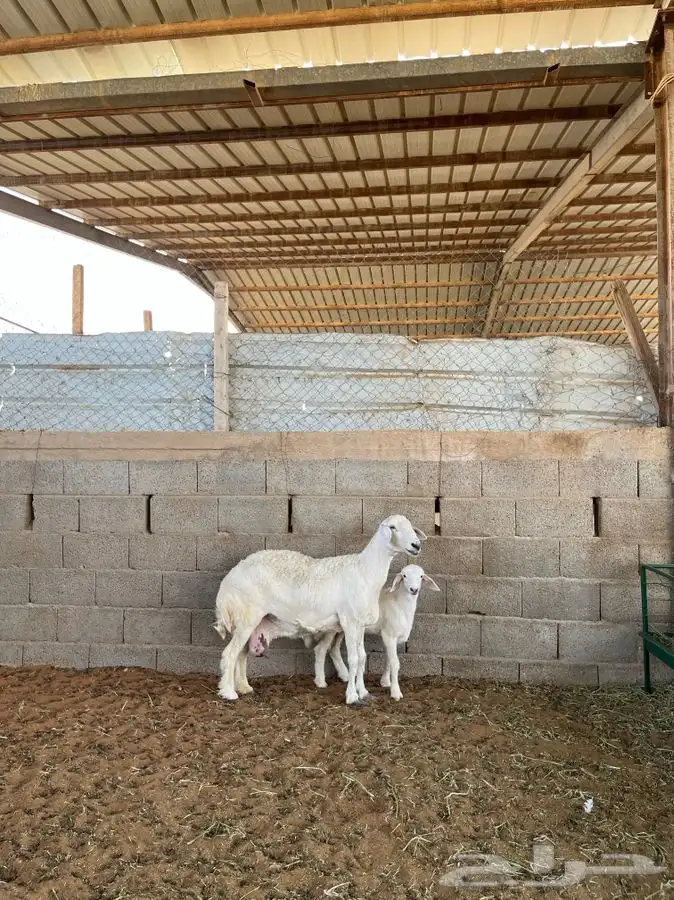 حريه معها رخل 7