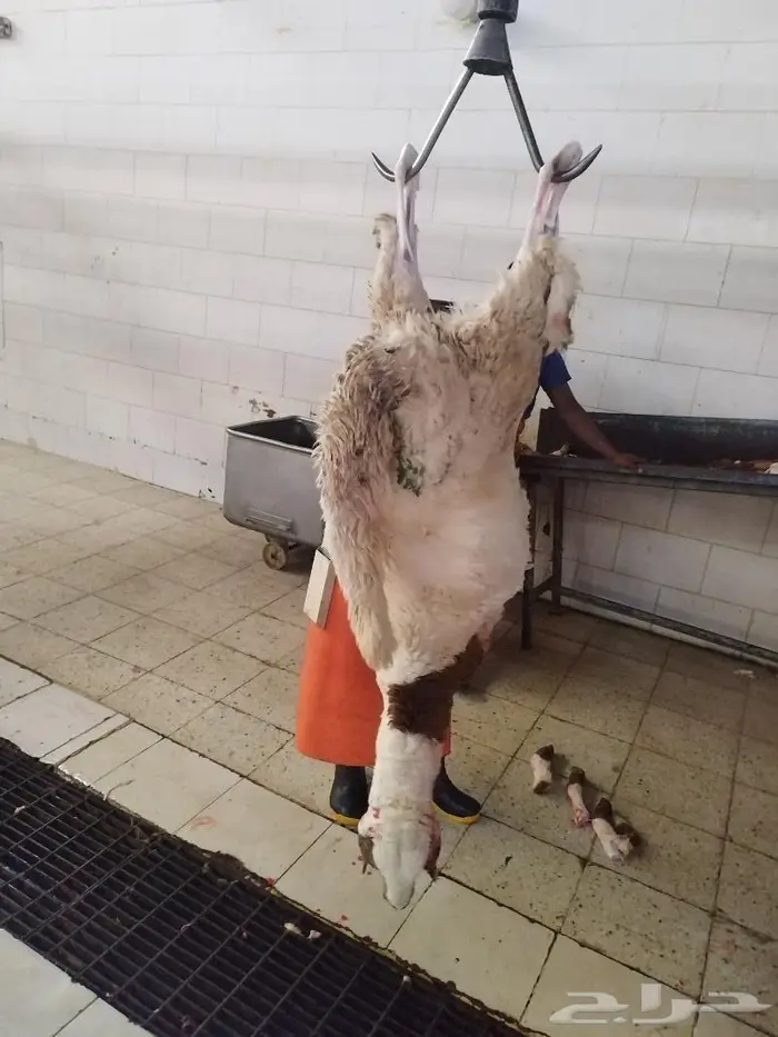 يوجد ذبايحه 2