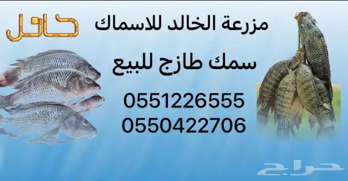مزرعة الخالد للاسماك 13