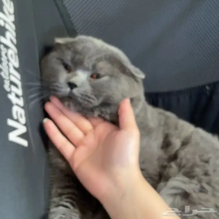 سكوتش فولد بيوررر للبيع ابها 0