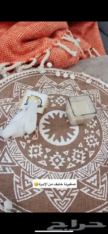 فروخ روز متوفر تمارا 3