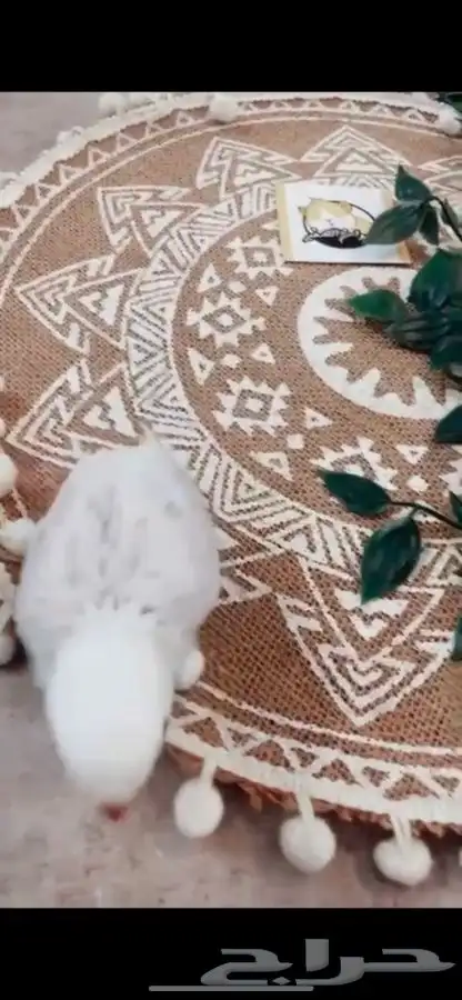 فروخ روز متوفر تمارا 6