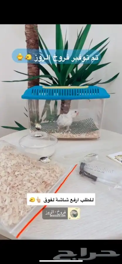 فروخ روز متوفر تمارا 1