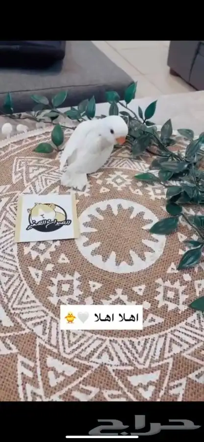 فروخ روز متوفر تمارا 8