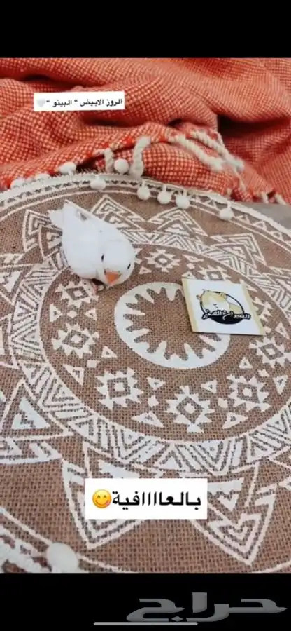 فروخ روز متوفر تمارا 0