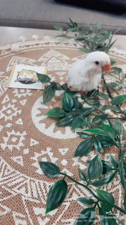 فروخ روز متوفر تمارا 5