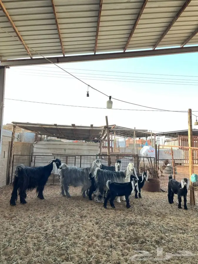 معزا عوارض متابيع 4