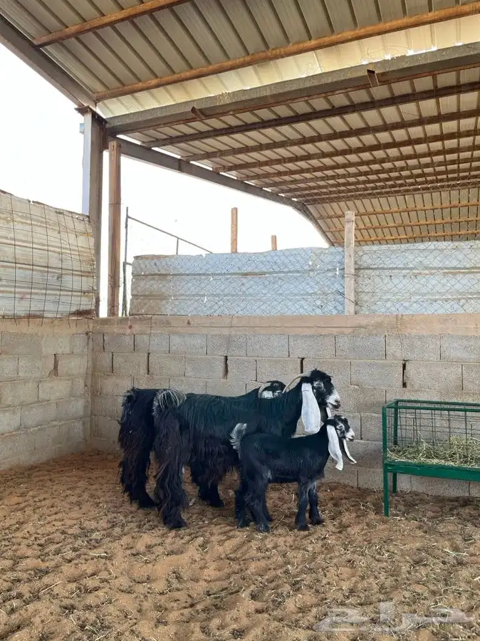 معزا عوارض متابيع 6