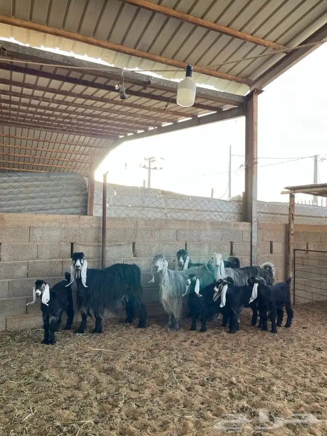 معزا عوارض متابيع 0