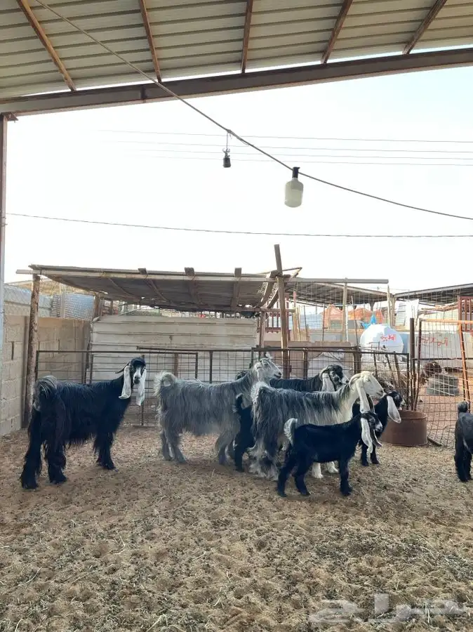 معزا عوارض متابيع 3