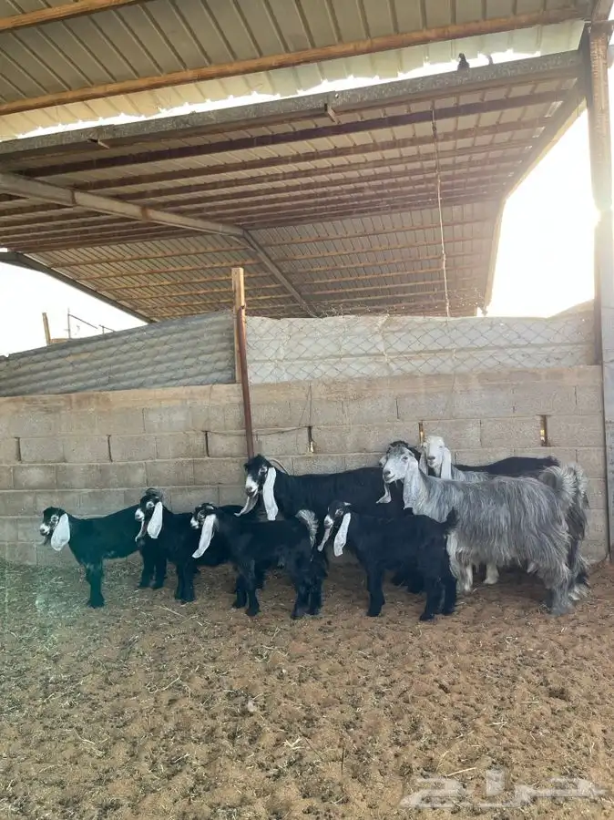 معزا عوارض متابيع 2