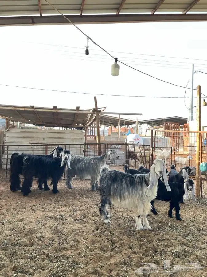 معزا عوارض متابيع 1