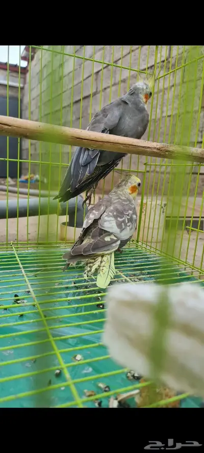 زوج كروان وذكر منتج 1