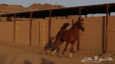 شمس هداج لقاح عربية اصيلة حفيدة ابطال عالم مكس جمال 2