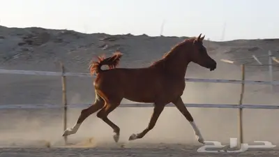 شمس هداج لقاح عربية اصيلة حفيدة ابطال عالم مكس جمال 3