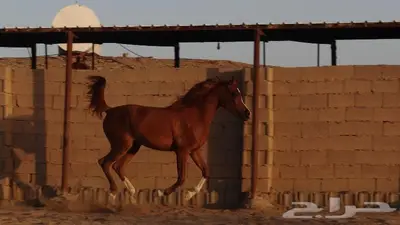 شمس هداج لقاح عربية اصيلة حفيدة ابطال عالم مكس جمال 1
