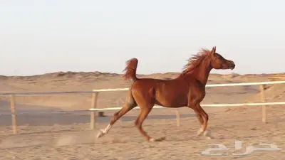 شمس هداج لقاح عربية اصيلة حفيدة ابطال عالم مكس جمال 4