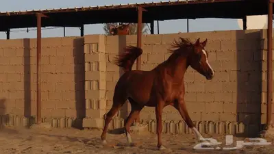 شمس هداج لقاح عربية اصيلة حفيدة ابطال عالم مكس جمال 6