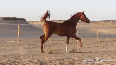 شمس هداج لقاح عربية اصيلة حفيدة ابطال عالم مكس جمال 9