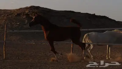 شمس هداج لقاح عربية اصيلة حفيدة ابطال عالم مكس جمال 11