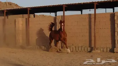 شمس هداج لقاح عربية اصيلة حفيدة ابطال عالم مكس جمال 12