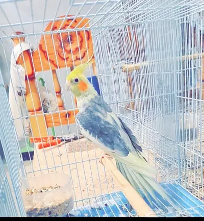زوج كروان وذكر منتج 0