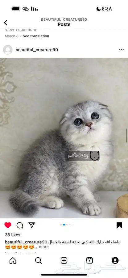 سكوتش فولد بيور تربل فولد سكوتش ستريت قطط مسجل قطه قطو كيتن 0