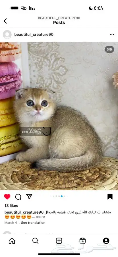 سكوتش فولد بيور تربل فولد سكوتش ستريت قطط مسجل قطه قطو كيتن 3