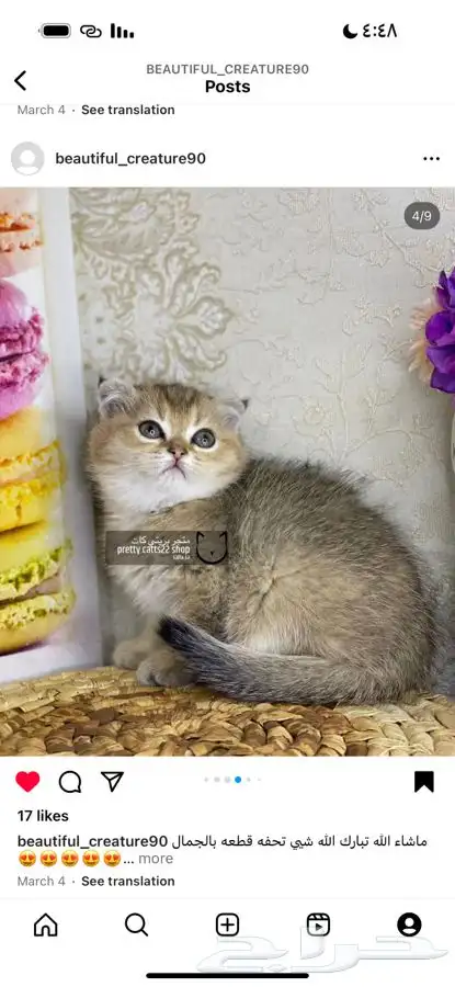 سكوتش فولد بيور تربل فولد سكوتش ستريت قطط مسجل قطه قطو كيتن 1