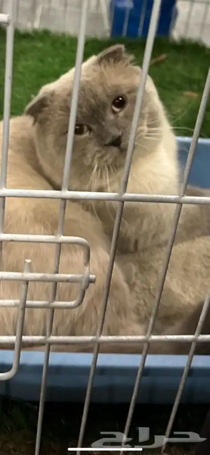 قط ذكر سكوتش تربل فولد للتزاوج 3