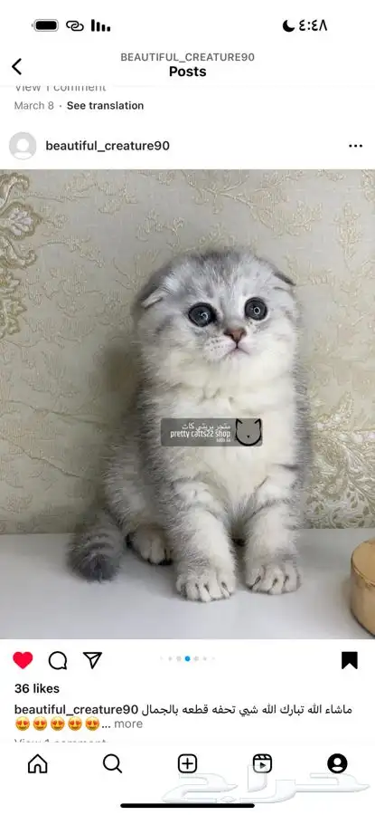 سكوتش فولد بيور تربل فولد سكوتش ستريت قطط مسجل قطه قطو كيتن 2