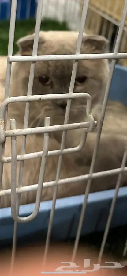 قط ذكر سكوتش تربل فولد للتزاوج 4